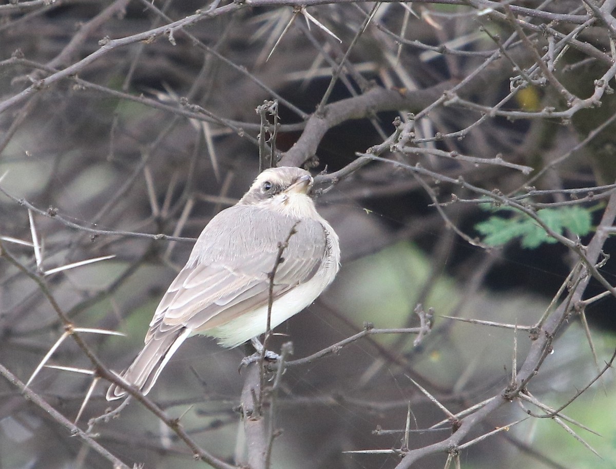 Common Woodshrike - ML112776621