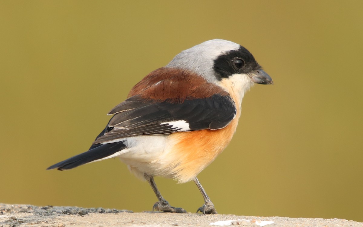 Bay-backed Shrike - Bhaarat Vyas