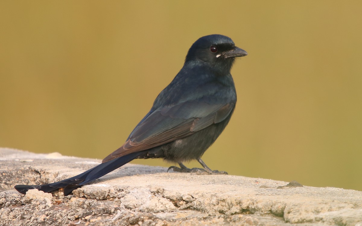 Black Drongo - ML112777841