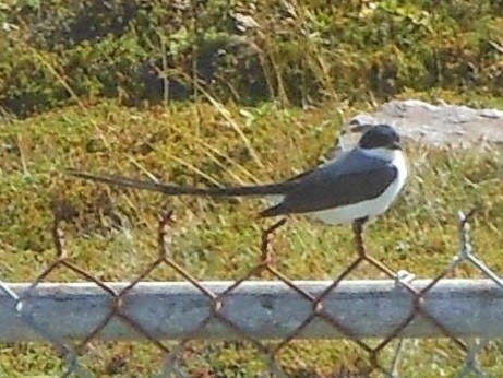 Fork-tailed Flycatcher - ML112777851