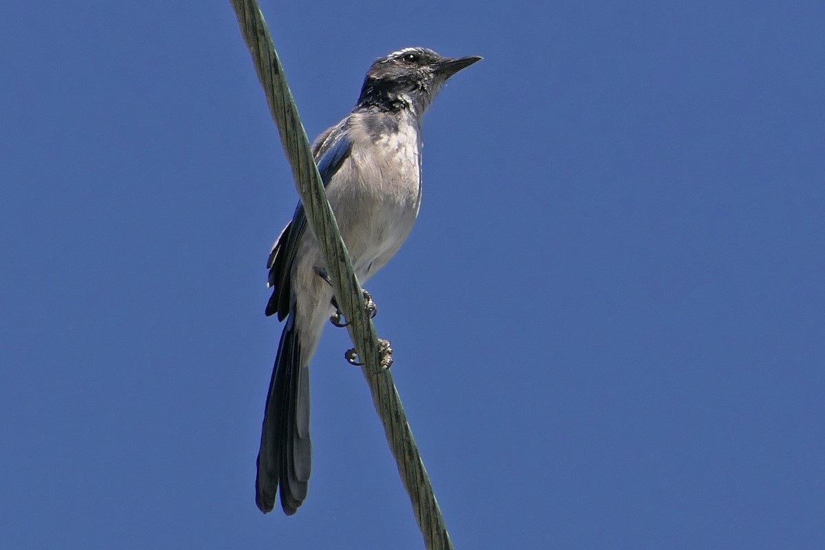 California Scrub-Jay - ML112779451