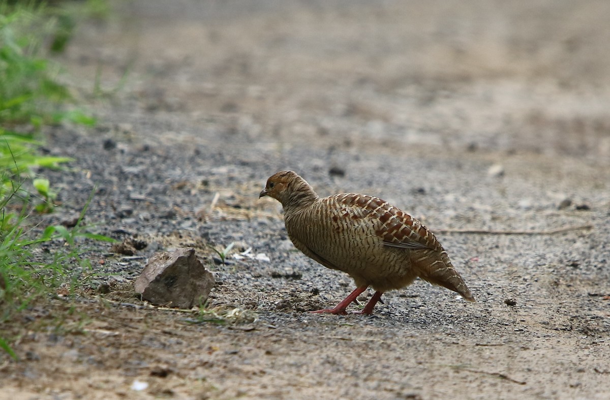 Gray Francolin - Bhaarat Vyas