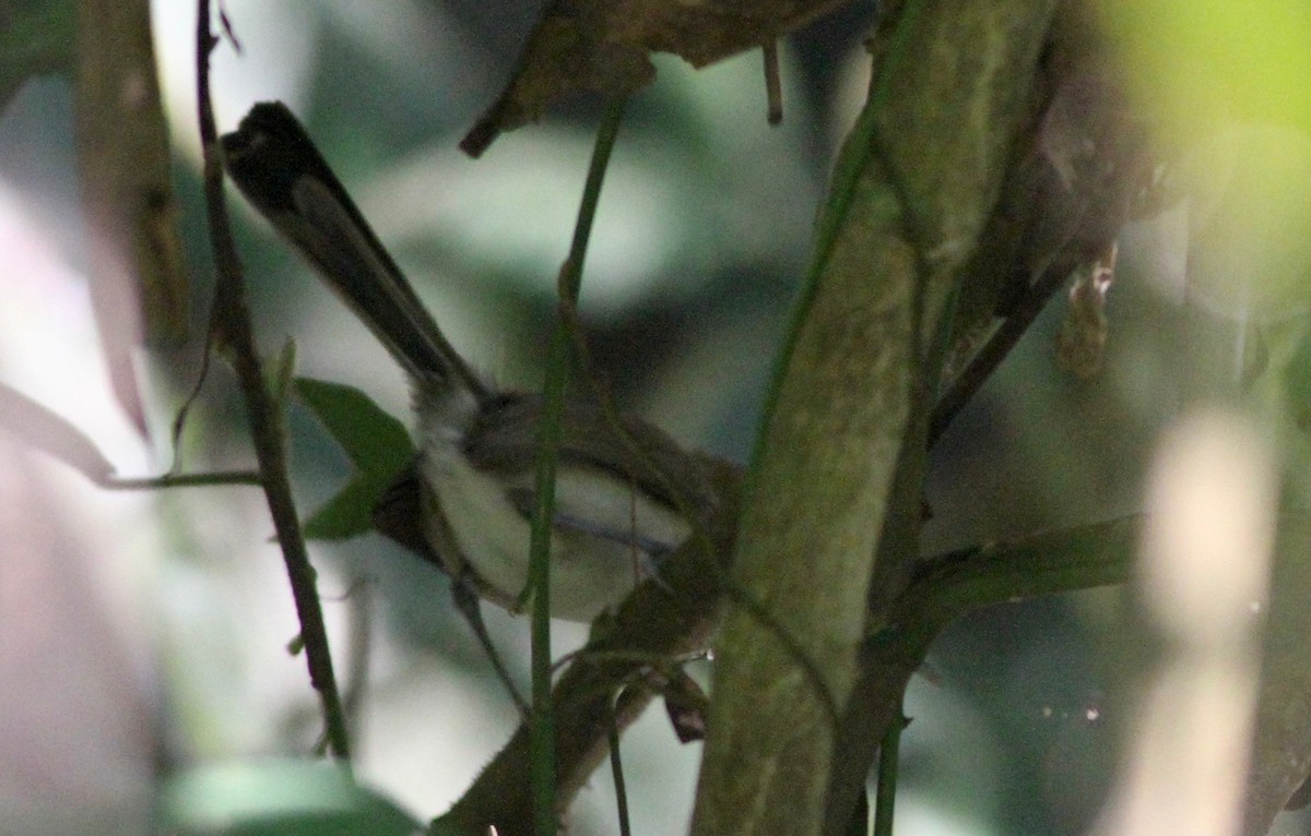 Long-billed Gnatwren (Trilling) - ML112779941