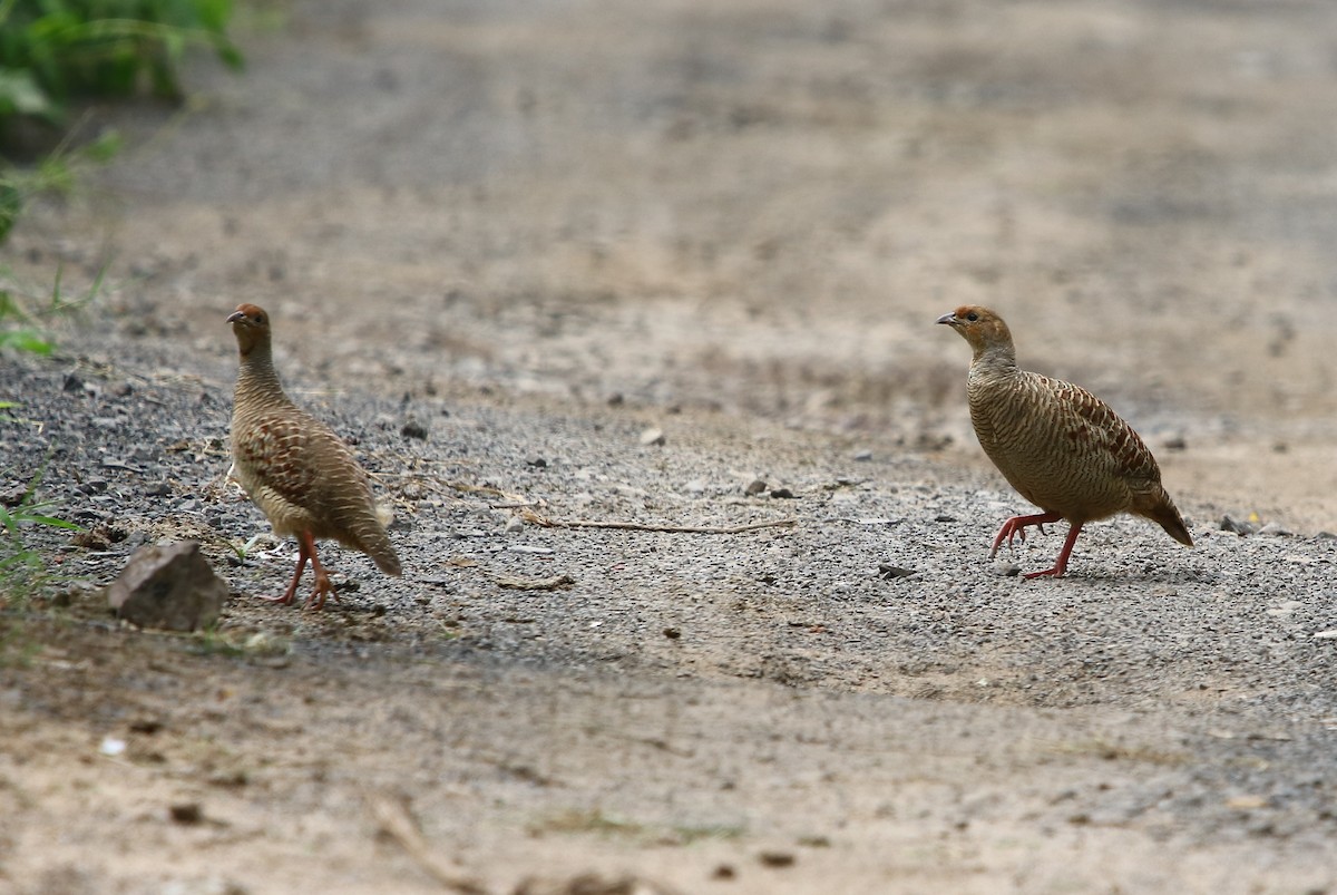 Gray Francolin - Bhaarat Vyas