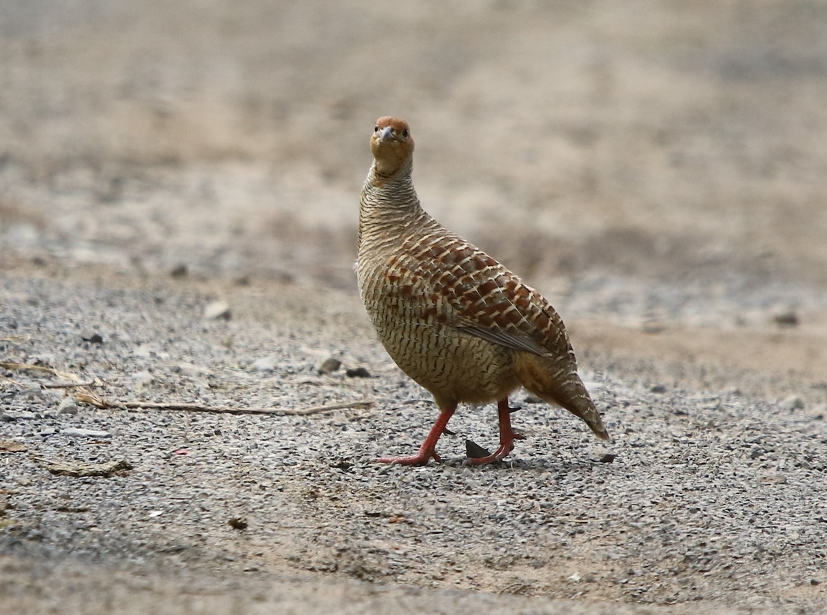 Gray Francolin - ML112779981