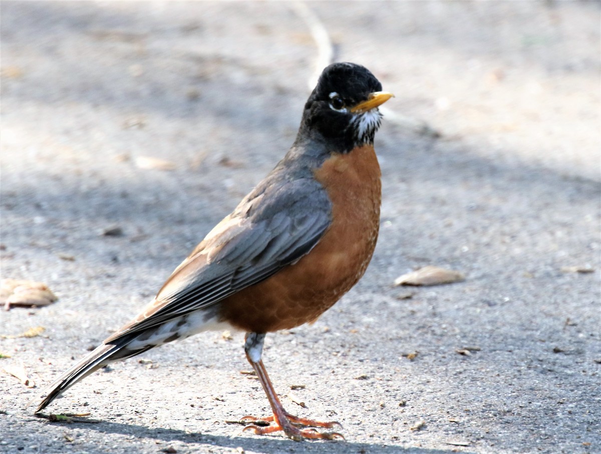 American Robin - Ann Vaughan