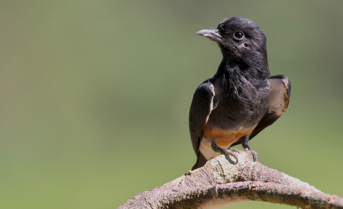 Swallow-winged Puffbird - ML112780451