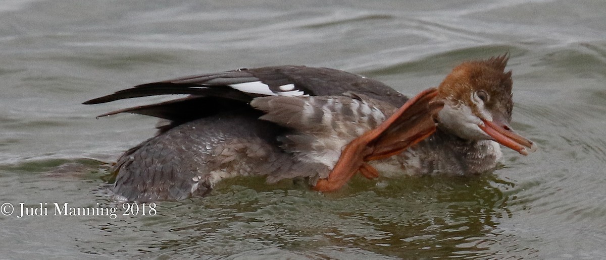 Common Merganser - Carl & Judi Manning