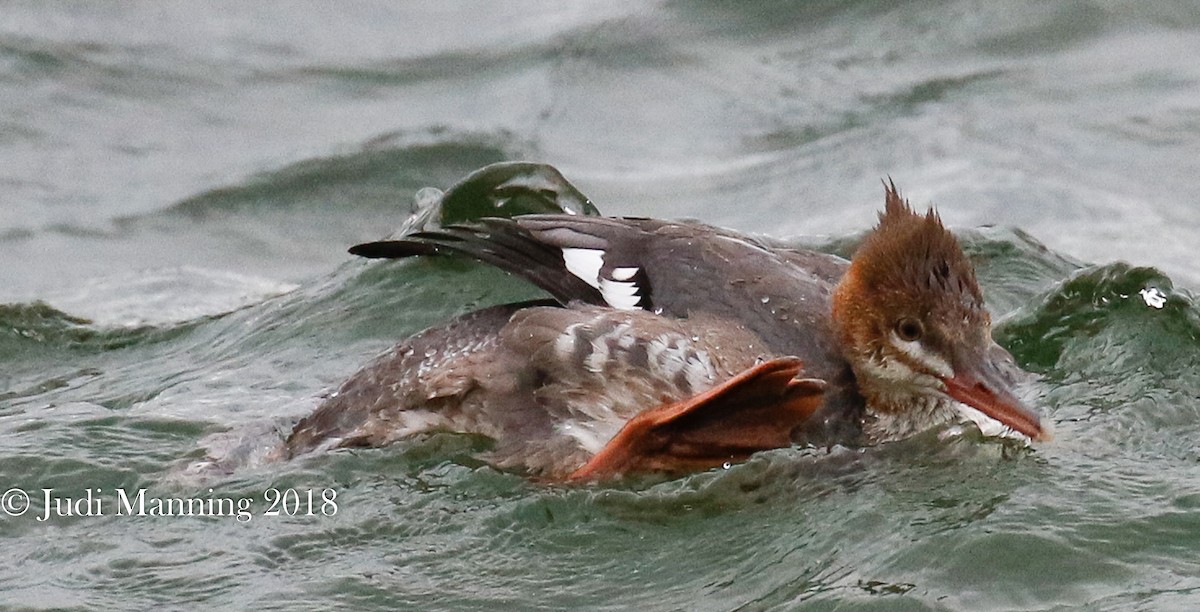 Common Merganser - Carl & Judi Manning