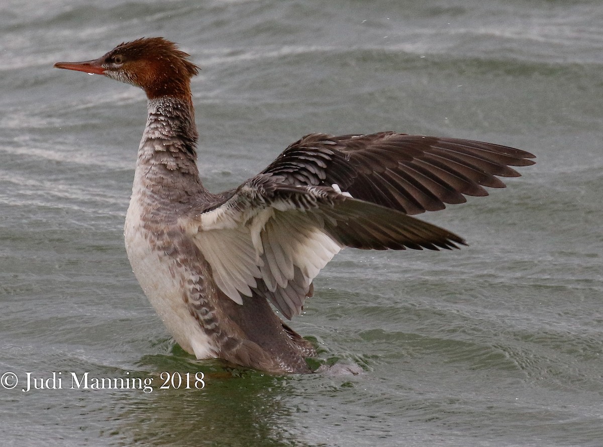 Common Merganser - Carl & Judi Manning