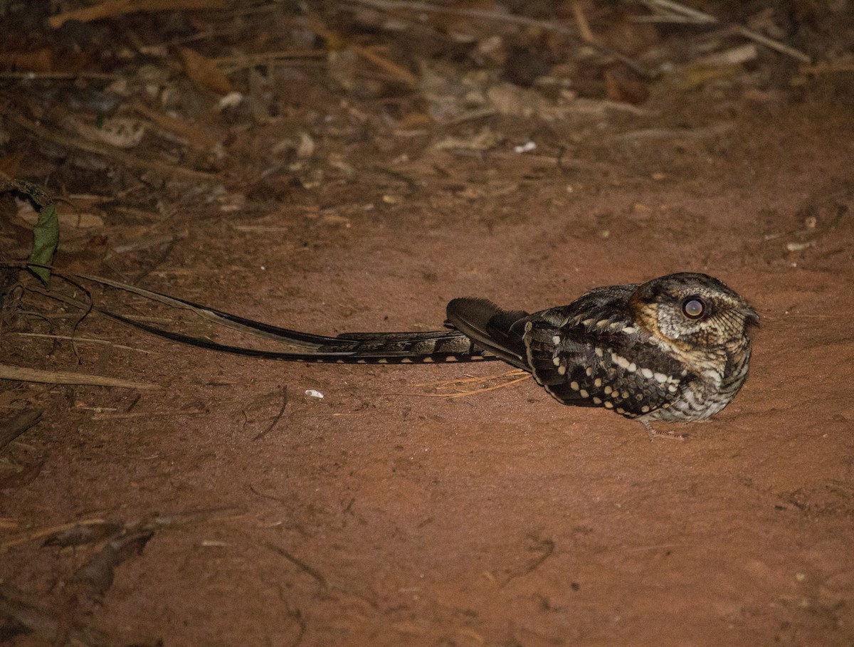 Scissor-tailed Nightjar - ML112781911