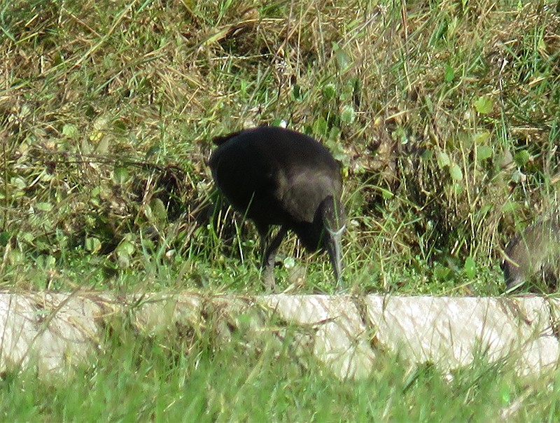 Glossy Ibis - Karen Lebing