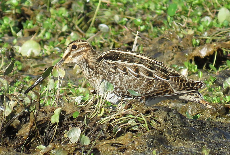 Wilson's Snipe - ML112783771