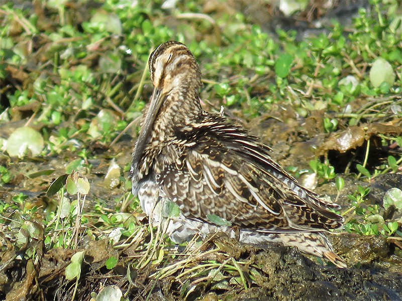 Wilson's Snipe - ML112783781