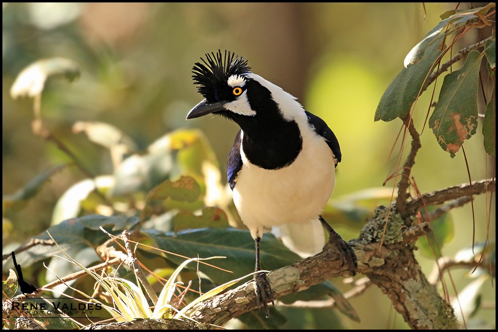 Tufted Jay - ML112784301
