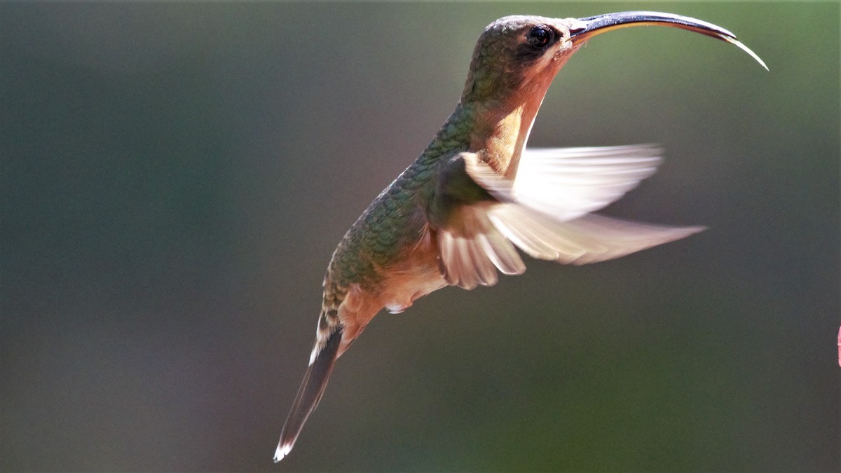 Rufous-breasted Hermit - ML112785761