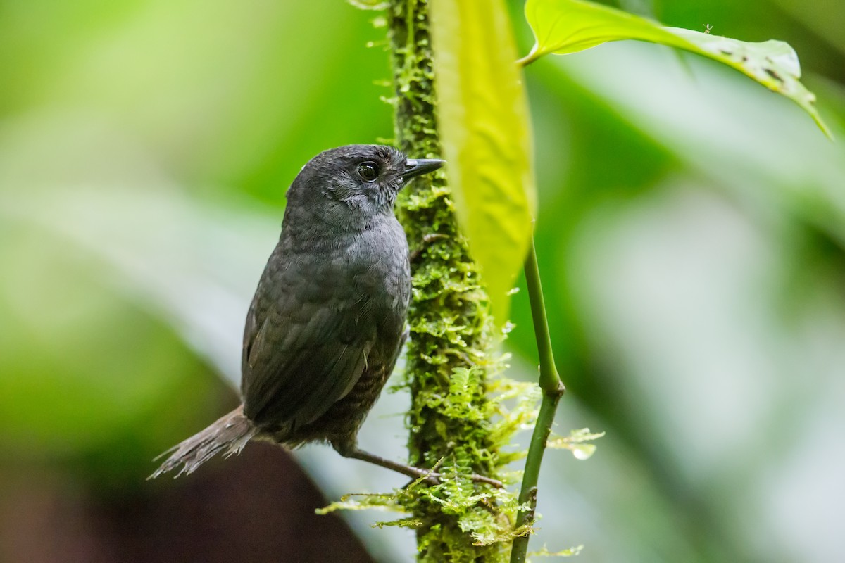 Choco Tapaculo - Nick Athanas
