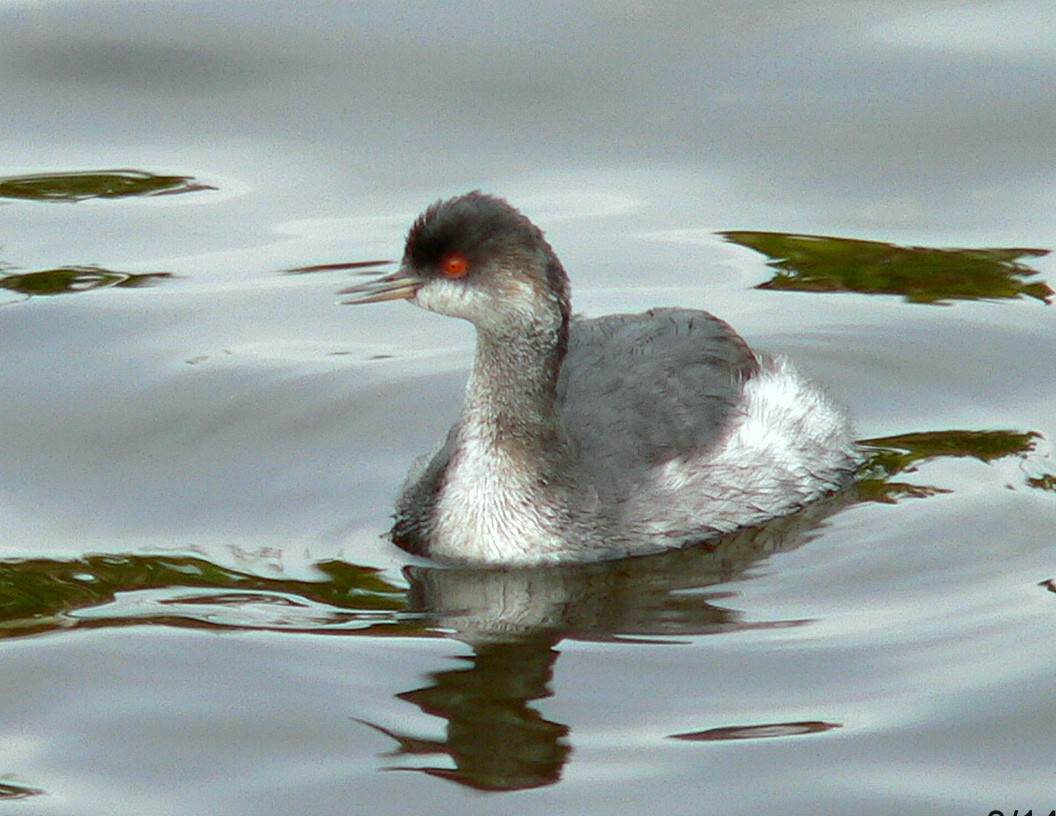 Eared Grebe - ML112786061