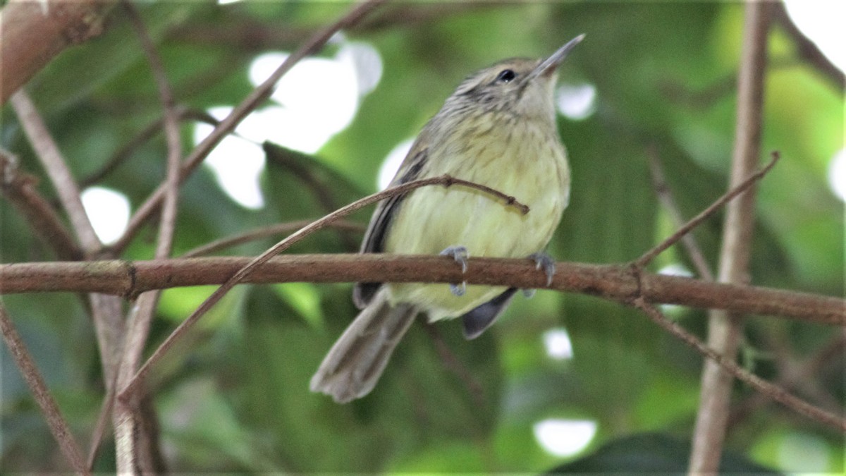 Streak-capped Antwren - Rick Folkening