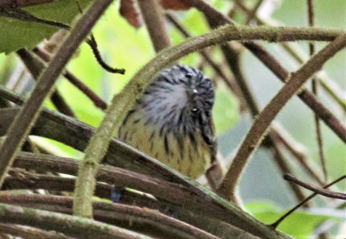 Streak-capped Antwren - Rick Folkening