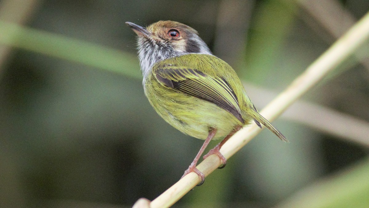 Eared Pygmy-Tyrant - Rick Folkening