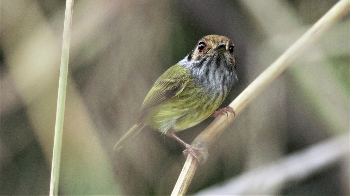 Eared Pygmy-Tyrant - ML112786401