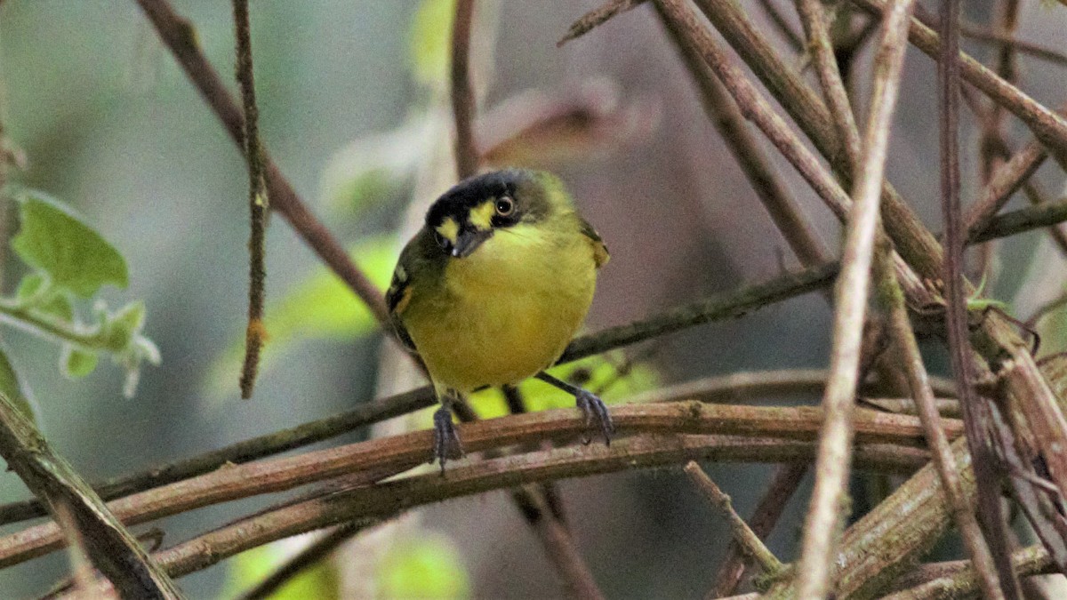 Gray-headed Tody-Flycatcher - ML112786421