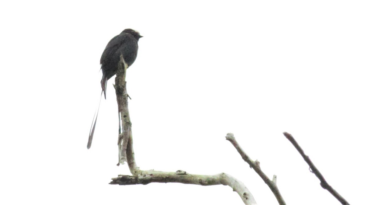 Long-tailed Tyrant - Rick Folkening