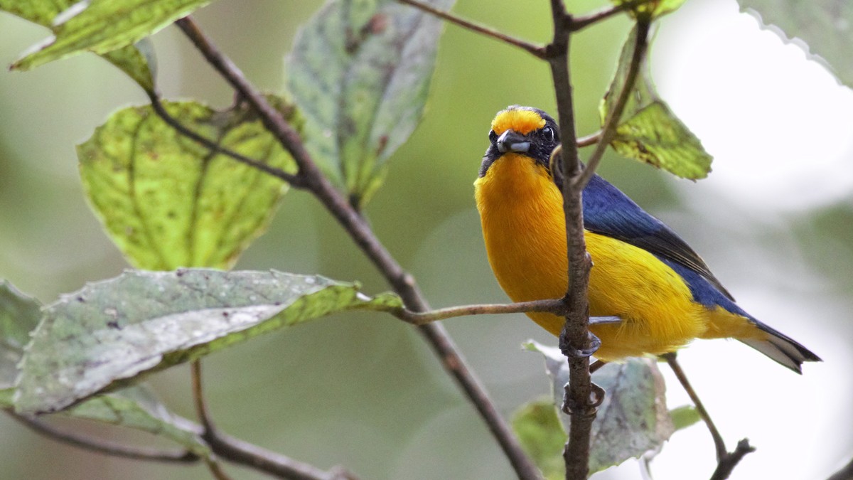 Violaceous Euphonia - ML112786641