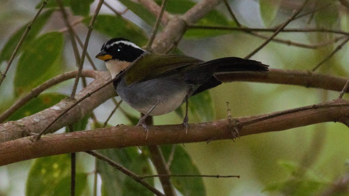 Half-collared Sparrow - ML112786691