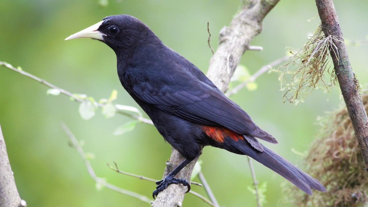 Red-rumped Cacique - ML112786731