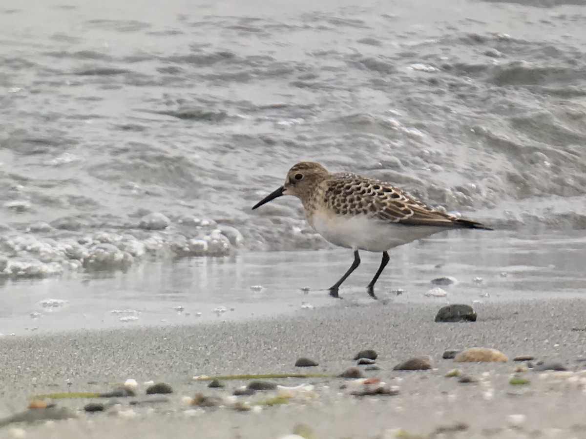 Baird's Sandpiper - John Leszczynski