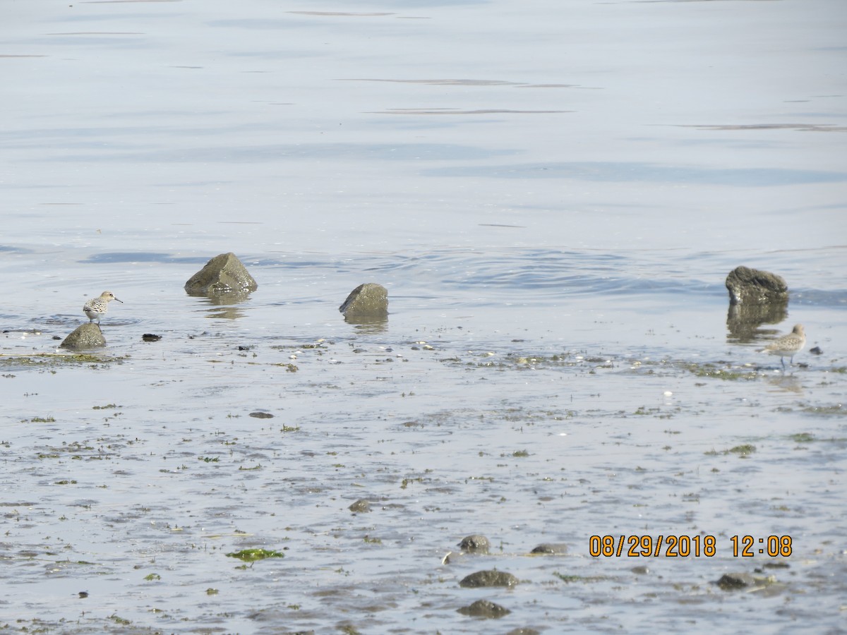 Baird's Sandpiper - ML112787531