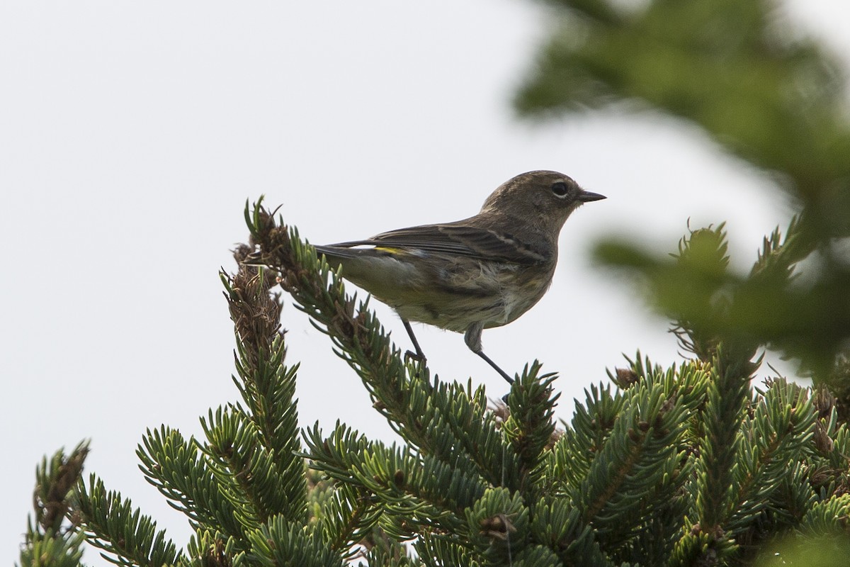 Yellow-rumped Warbler (Myrtle) - ML112788581