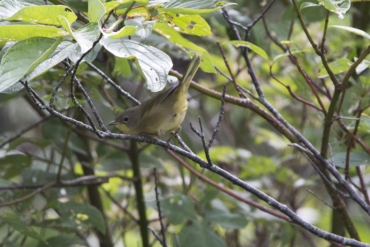 Common Yellowthroat - ML112788701