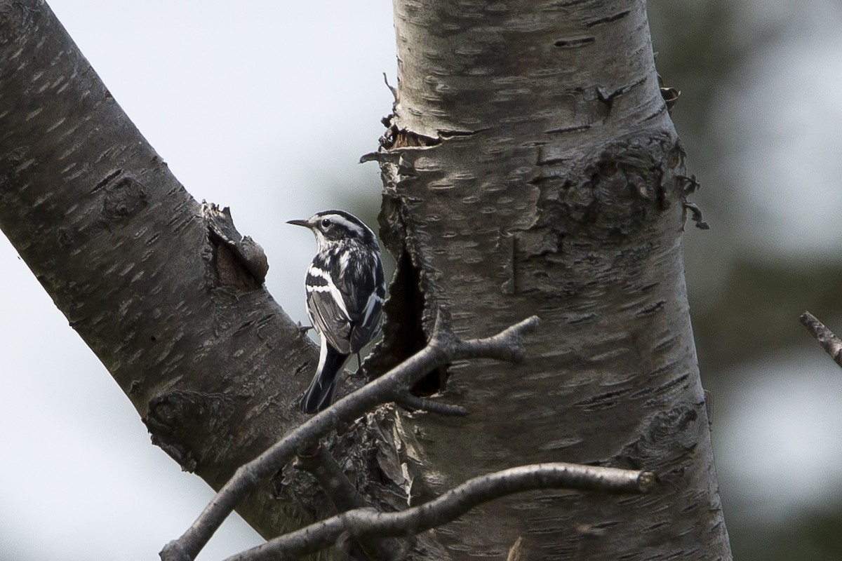 Black-and-white Warbler - ML112788771