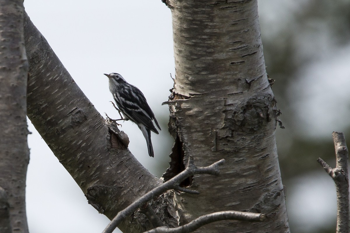 Black-and-white Warbler - ML112788781