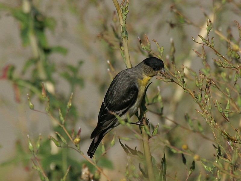 Lesser Goldfinch - ML112788921