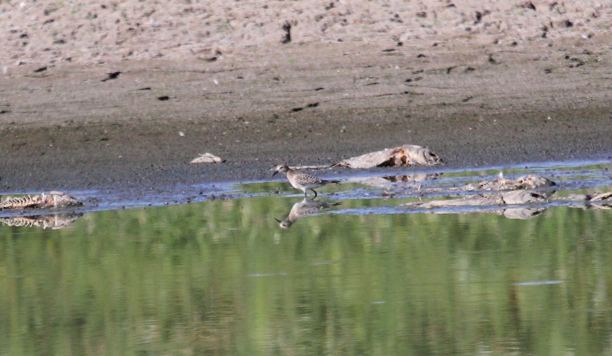 Baird's Sandpiper - ML112789021