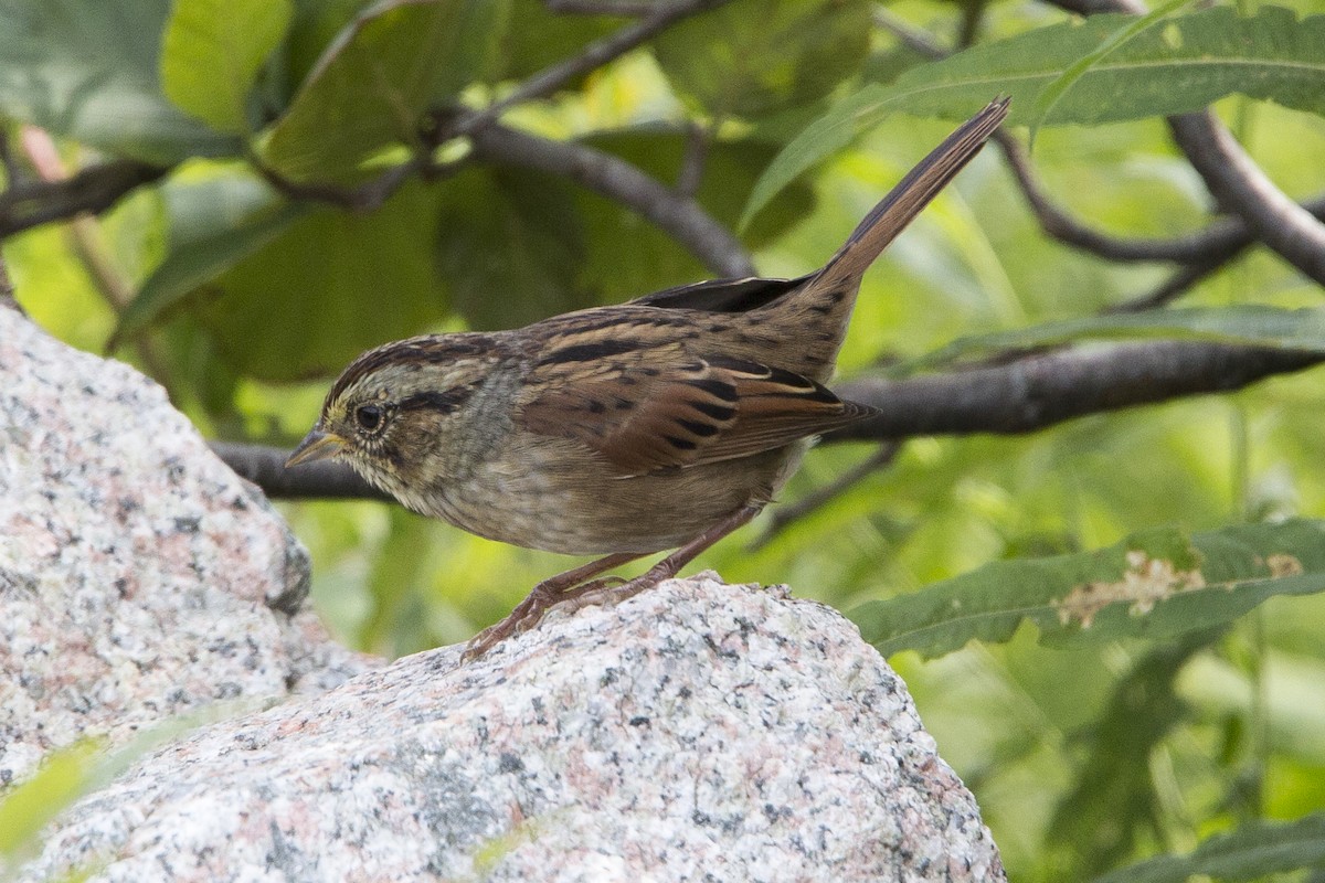 Swamp Sparrow - ML112789121