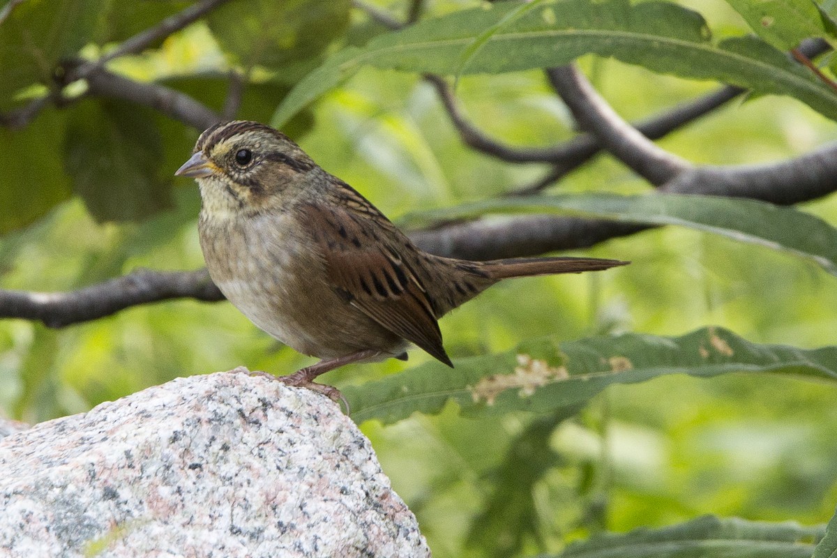 Swamp Sparrow - ML112789151