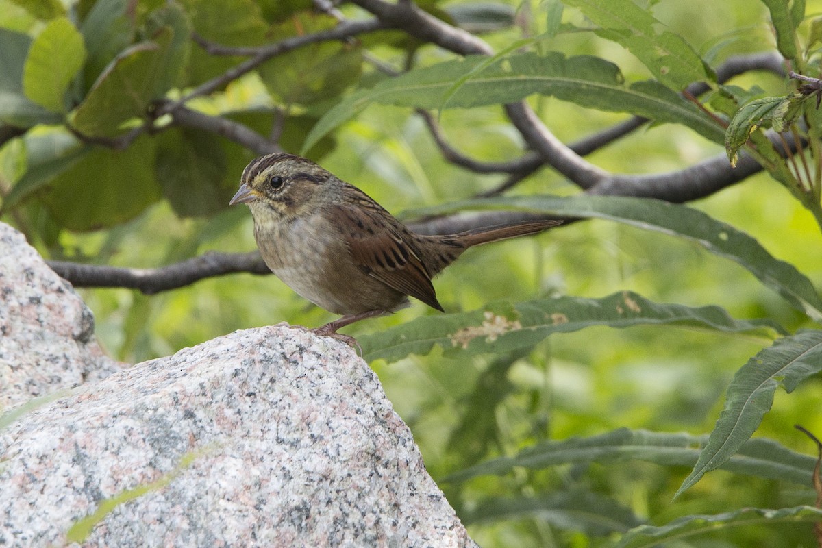 Swamp Sparrow - ML112789181
