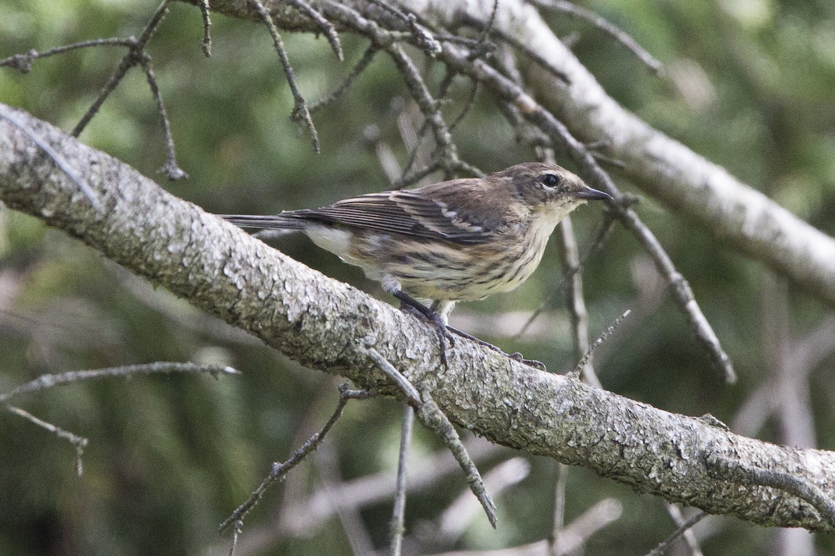 Yellow-rumped Warbler (Myrtle) - ML112789291