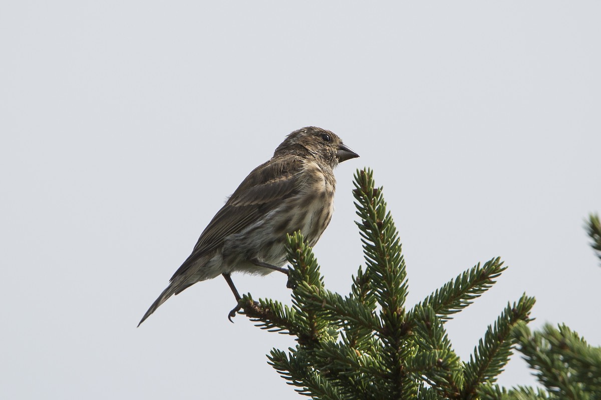 Purple Finch - ML112789801