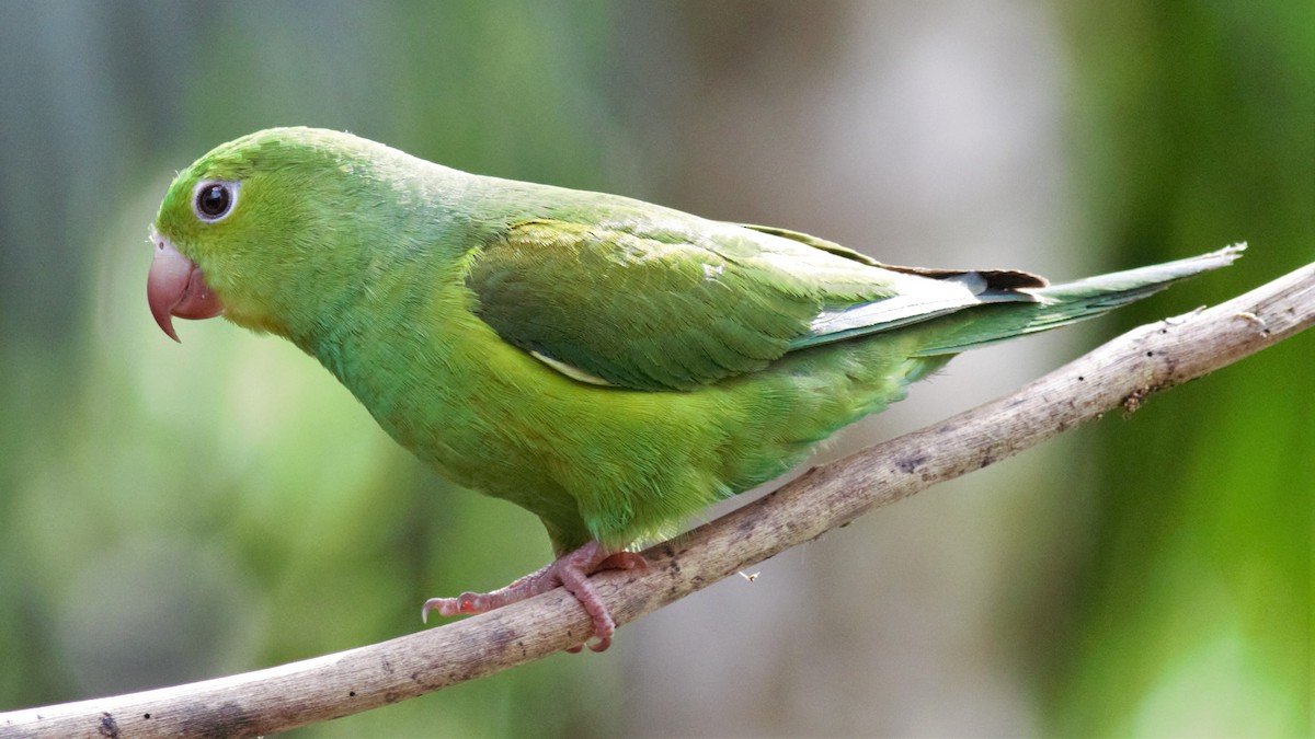 Plain Parakeet - ML112790061