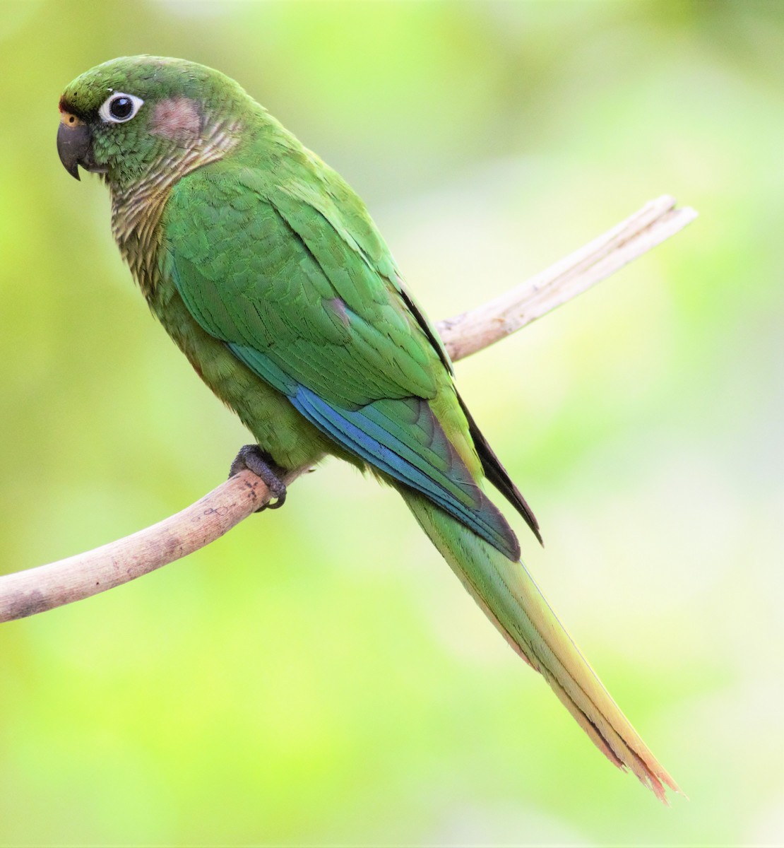 Maroon-bellied Parakeet - ML112790121