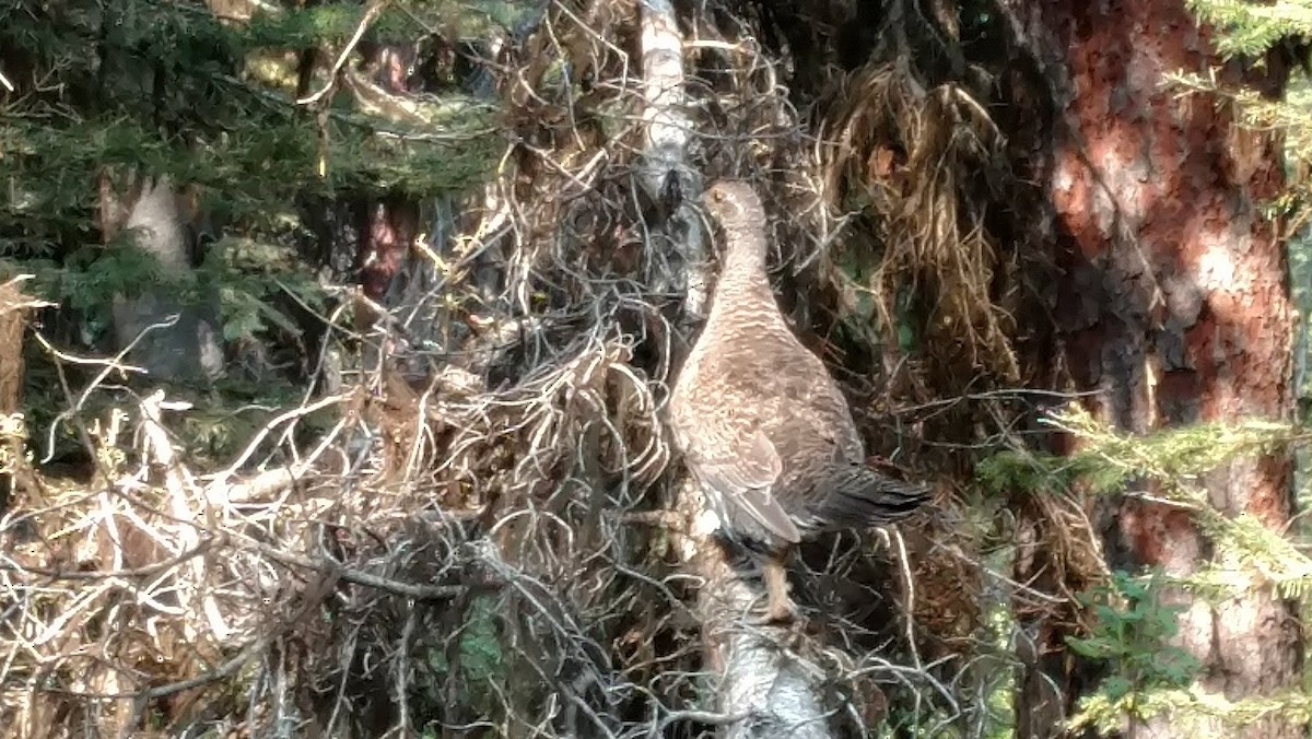 Dusky Grouse - ML112790871