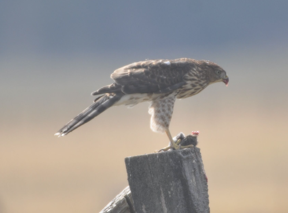 Cooper's Hawk - ML112794941