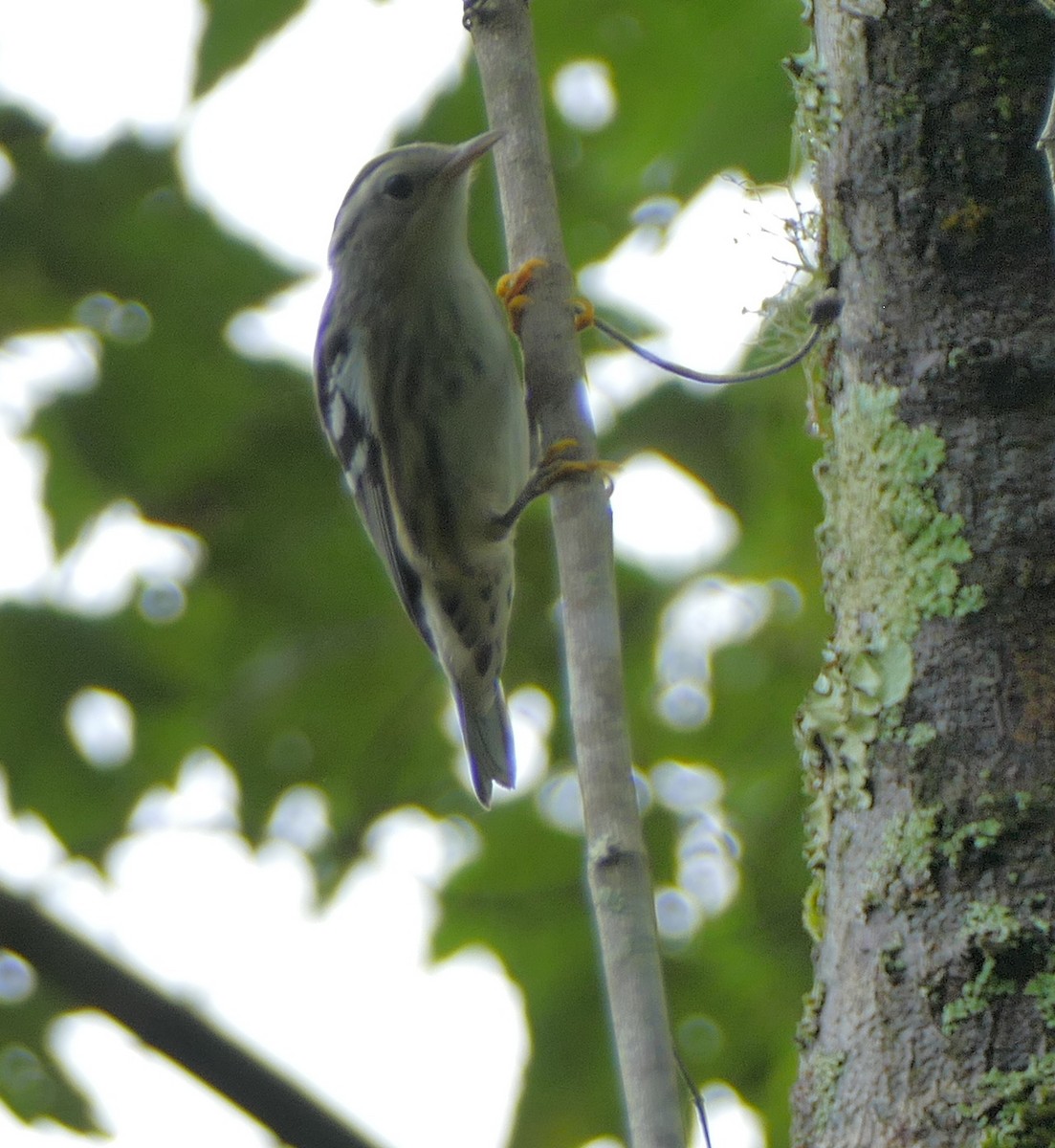 Black-and-white Warbler - ML112795091