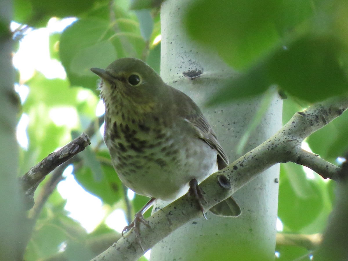 Swainson's Thrush - Marya Moosman